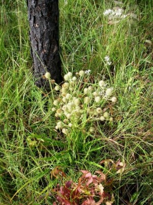 Rattlesnake Master